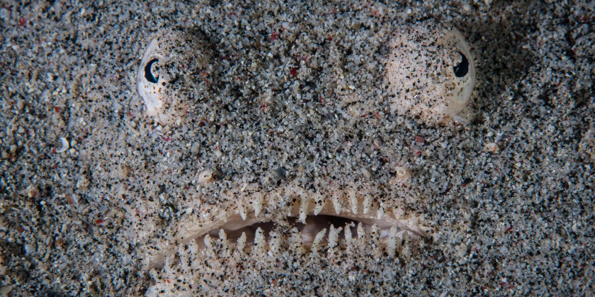 Секреты глубоководных монстров: как слепота, желеобразное тело и светящаяся приманка помогают выжить в океанской бездне Секреты глубоководных монстров: как слепота, желеобразное тело и светящаяся приманка помогают выжить в океанской бездне